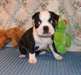 Adorables Chiots Boston Terrier - Annonce classée # 539440