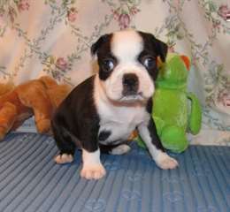 Adorables Chiots Boston Terrier