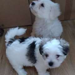 Chiots Coton De Tulear à vendre