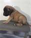 Chiots Bull mastiff Male et Femelle. - Annonce classée # 539442