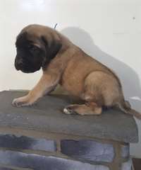 Chiots Bull mastiff Male et Femelle.