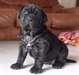 Adorables Chiots napolitains de Mastiff - Annonce classée # 539444