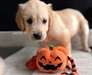 Chiots Golden Retriever à vendre. - Annonce classée # 539445