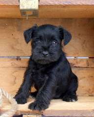 Chiots Schnauzer miniature à vendre.