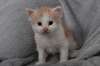 Chaton de pure Race - photo 1