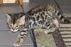 Chaton de pure Race - photo 5