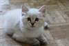 Chaton de pure Race - photo 6