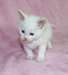 Chaton de pure Race - photo 7