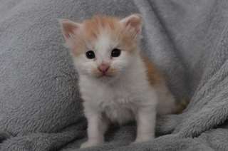 Chaton de pure Race