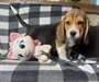 Chiots Beagle pure race - Annonce classée # 539477