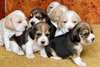 Chiots Beagle pure race - photo 2