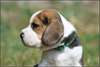 Chiots Beagle pure race - photo 3