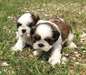 Chiots Shih Tzu Pure Race - photo 2