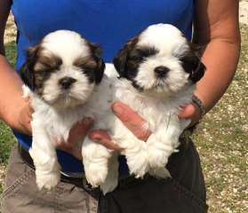 Chiots Shih Tzu Pure Race