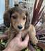 Chiots Teckel poil long - photo 2