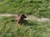Chiots Teckel poil long - photo 3