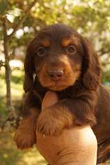 Chiots Teckel poil long