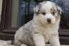Chiot Berger Australien - Annonce classée # 539480