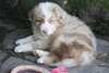 Chiot Berger Australien - photo 2
