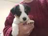 Chiot Jack Russell - Annonce classée # 539483