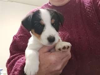 Chiot Jack Russell