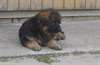 Chiots Berger Allemand - photo 2