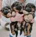 Chiots Berger Allemand - photo 3