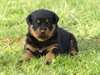 Chiot Rottweiler - photo 1