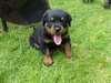 Chiot Rottweiler - photo 2