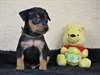 Chiot Pinscher - Annonce classée # 539486