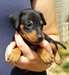 Chiot Pinscher - photo 2