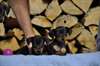 Chiot Pinscher - photo 3